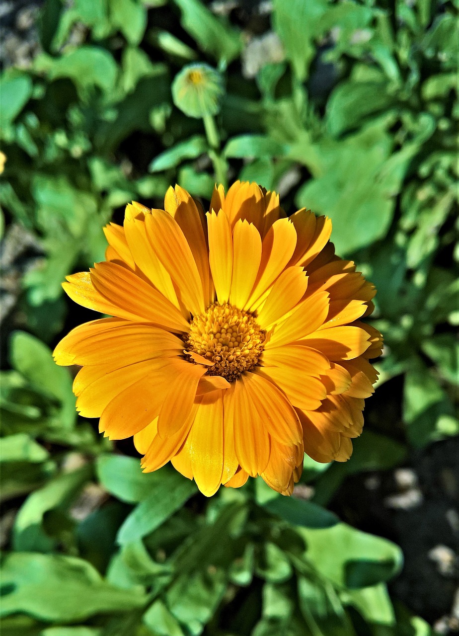 flower  marigold  yellow flower free photo