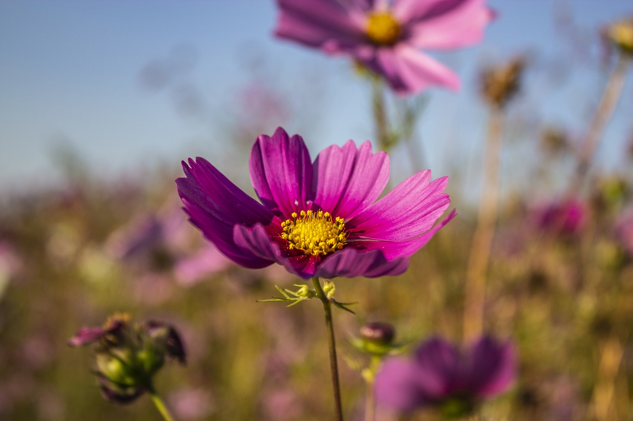 flower  nature  bloom free photo