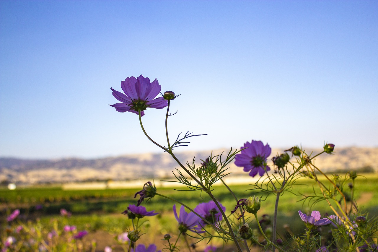 flower  nature  bloom free photo