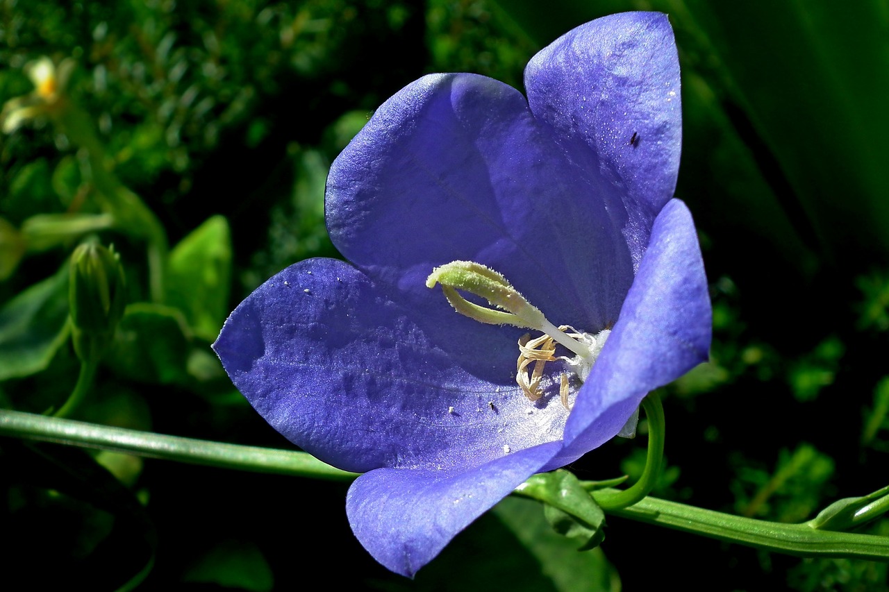 flower  rozwar  blue free photo