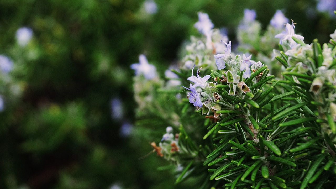 flower  plants  plants croatia free photo