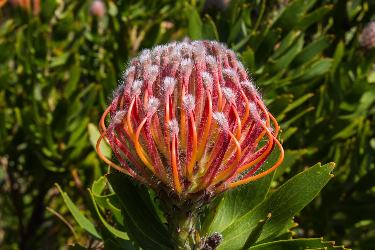 flower  red  green free photo