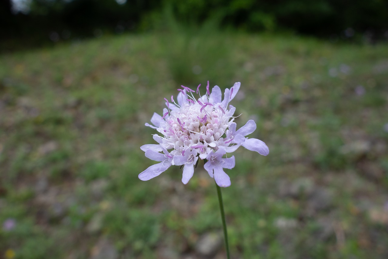 flower  macro  close up free photo