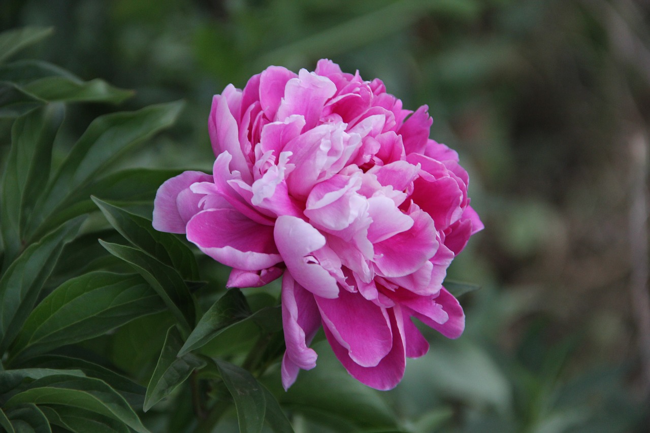 flower nature pink peony free photo