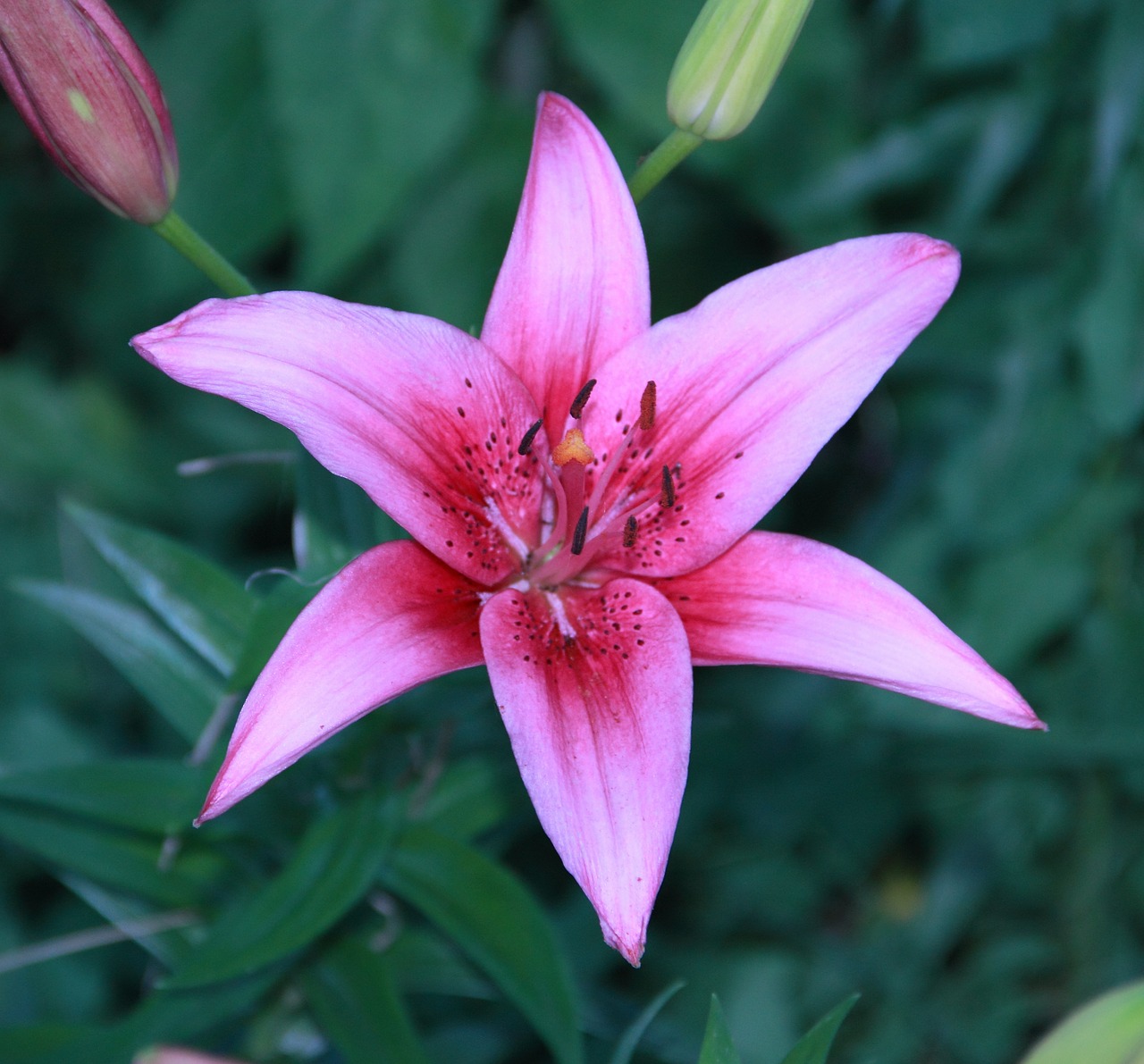 flower lily plant free photo