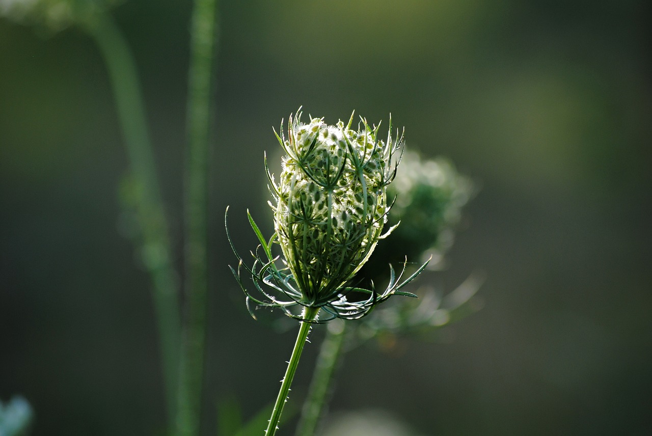 flower  plant  field free photo