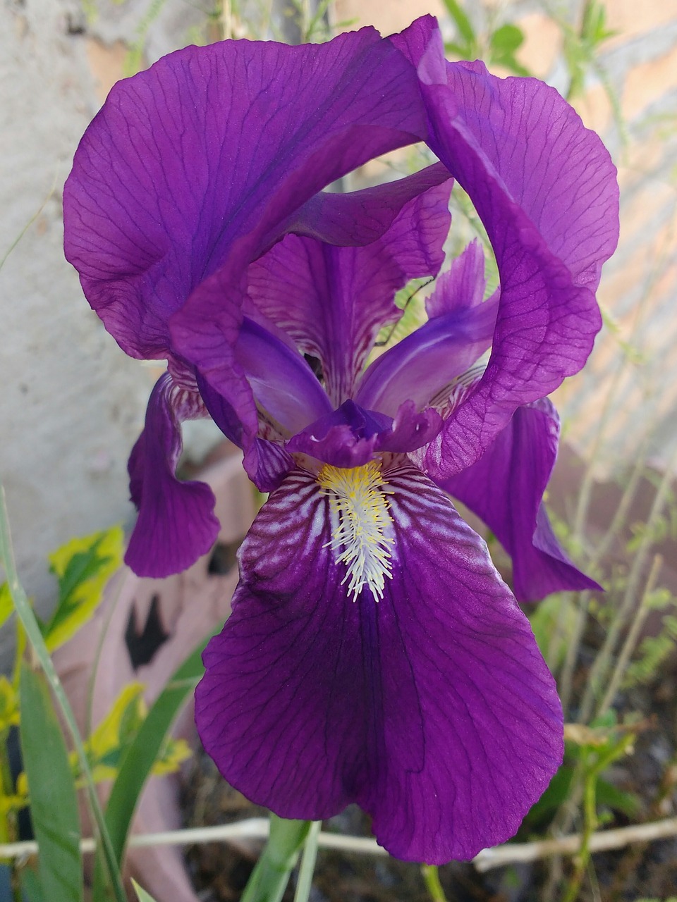 flower  lily  iris free photo