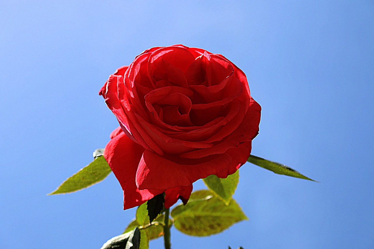 flower pink red free photo