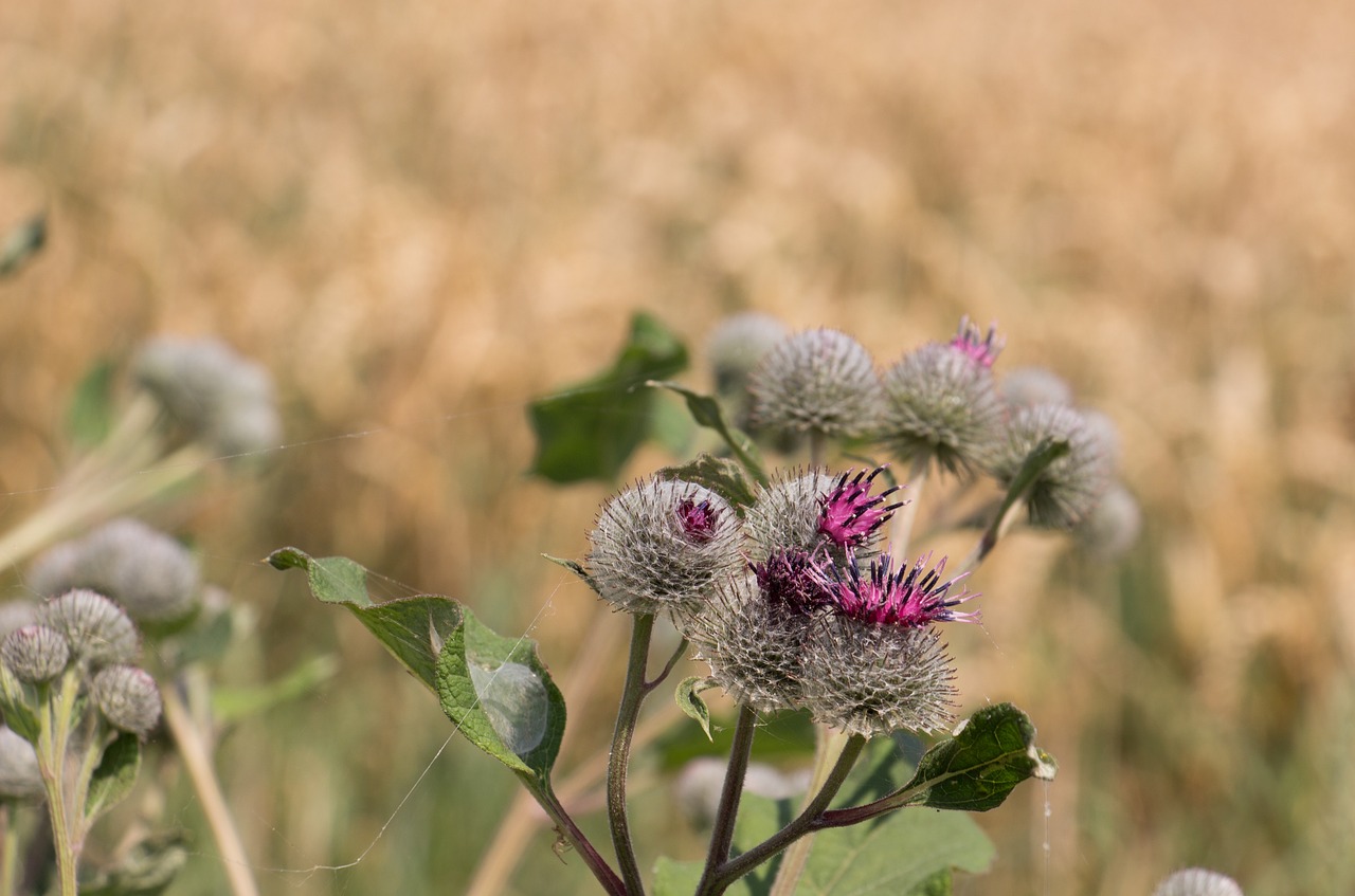 flower  diestel  nature free photo