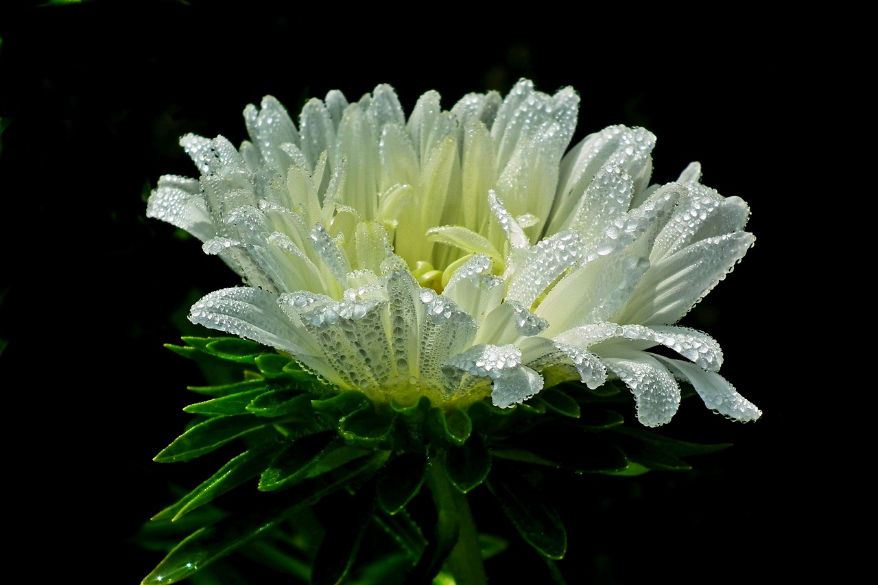 flower  aster  white free photo