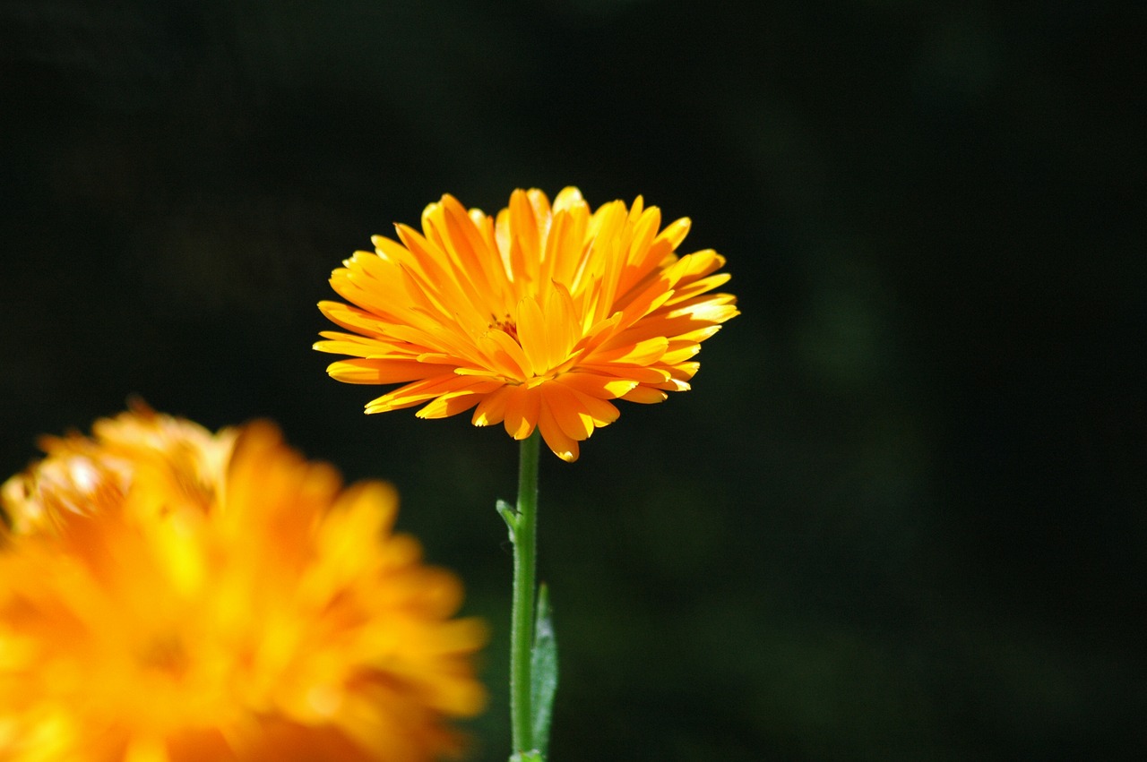 flower  orange  yard free photo