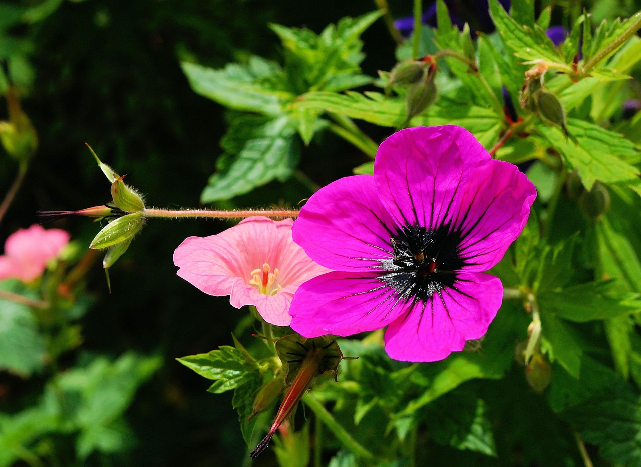 flower blossom bloom free photo