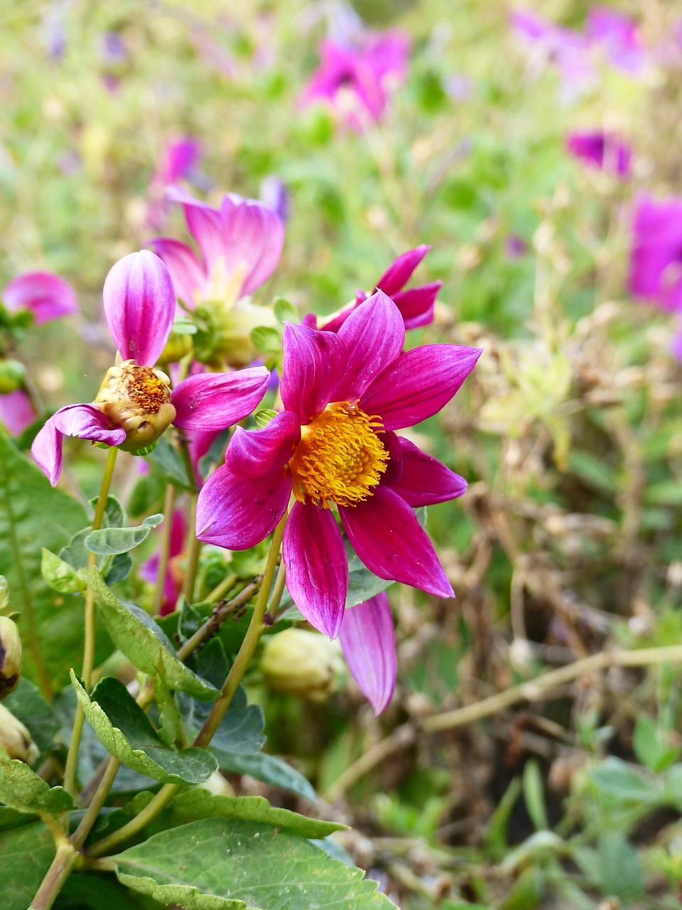 flower  violet  bloom free photo