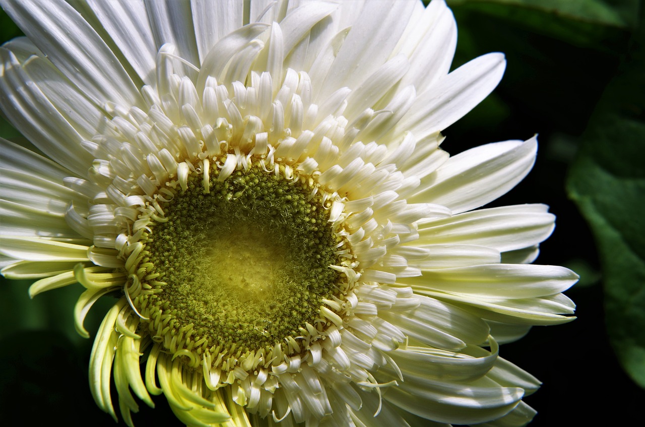 flower  gerbera  white free photo