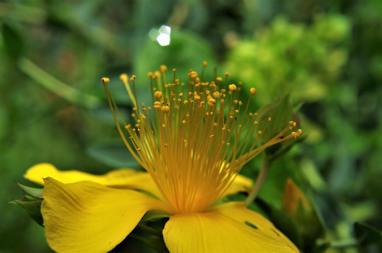 flower  yellow flower  st john's wort free photo