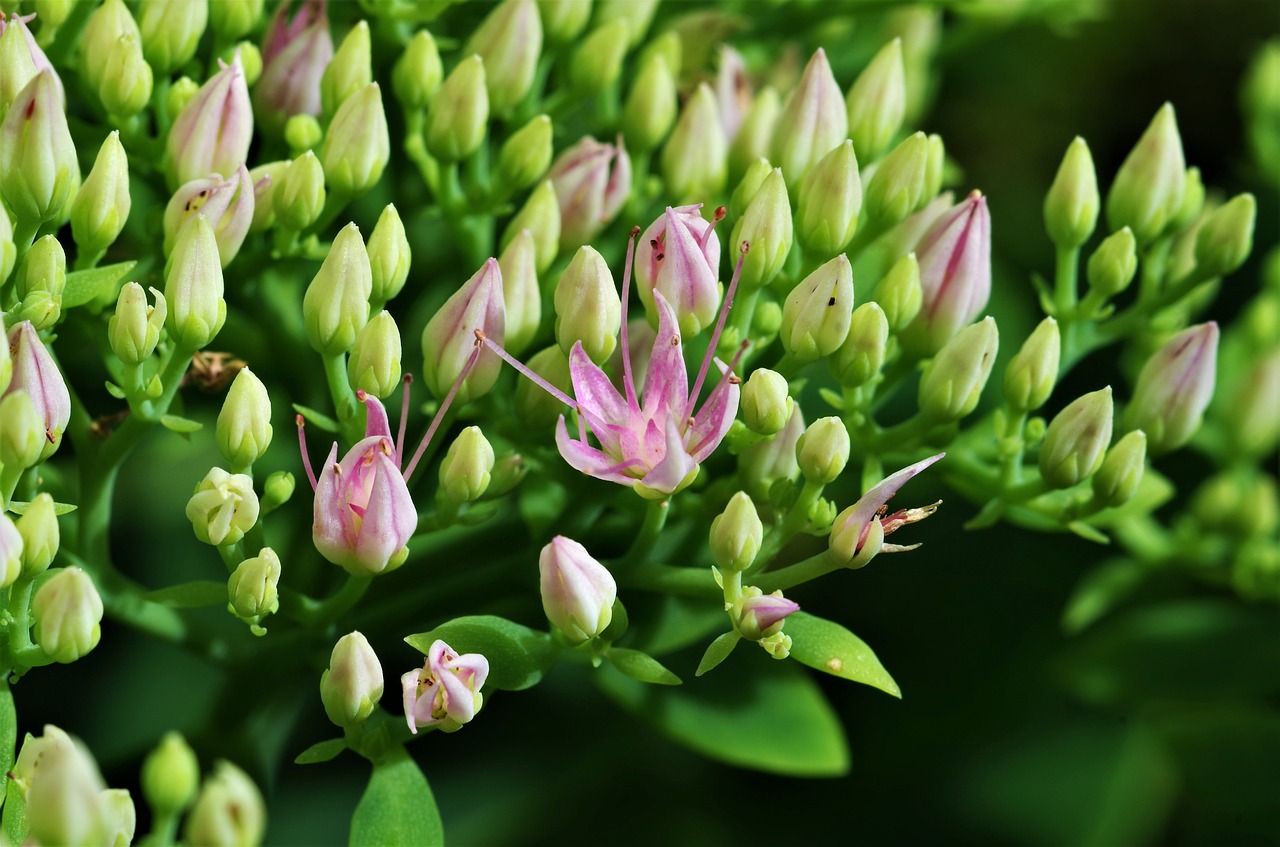 flower  pink flower  buds free photo