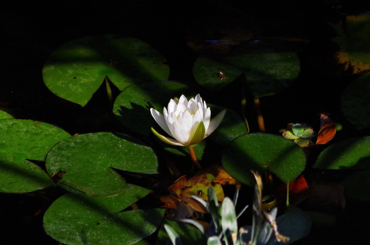 flower  water lilies  pond free photo