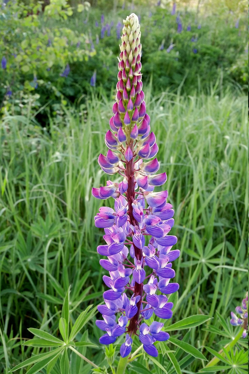 flower lupinus polyphyllus plant free photo