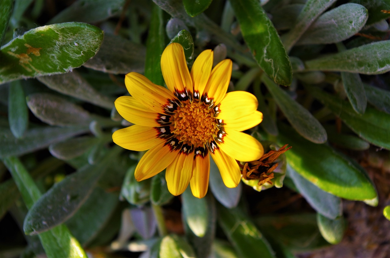 flower  yellow flower free pictures free photo