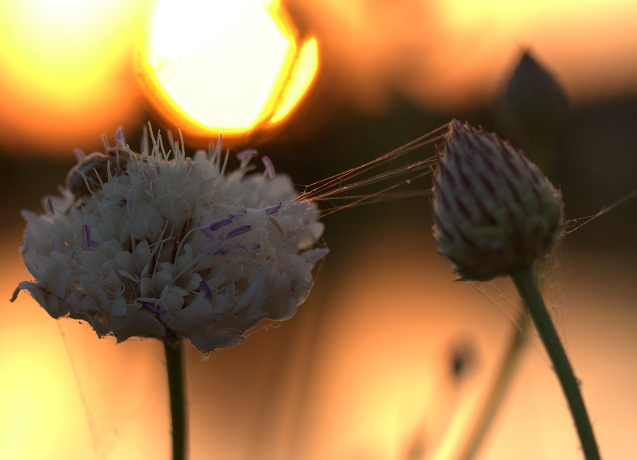 flower  sunset  spider web free photo