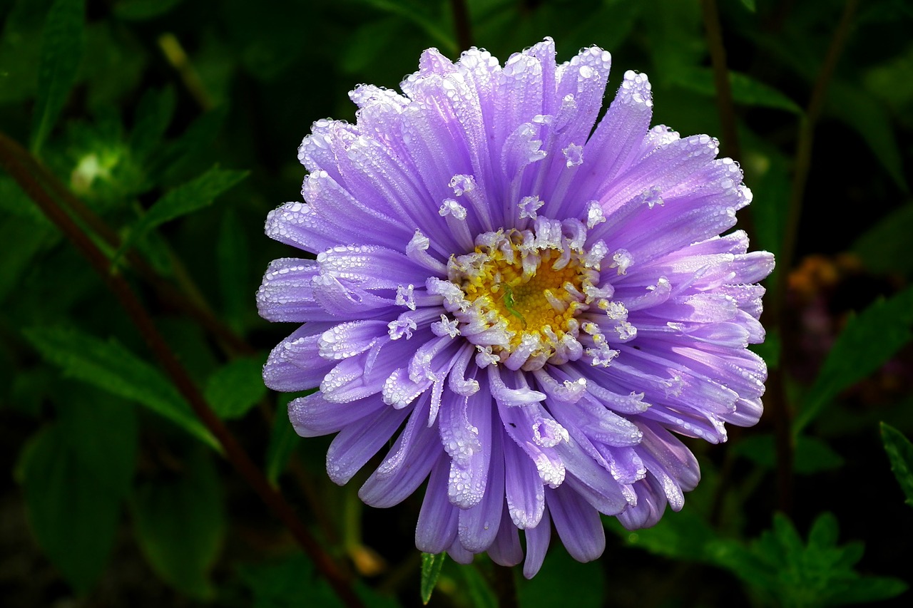 flower  aster  blue free photo