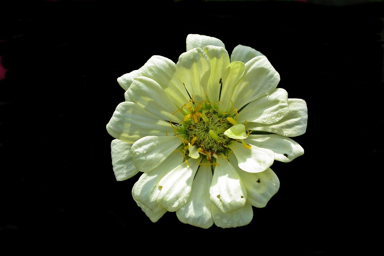 flower  zinnia  white free photo