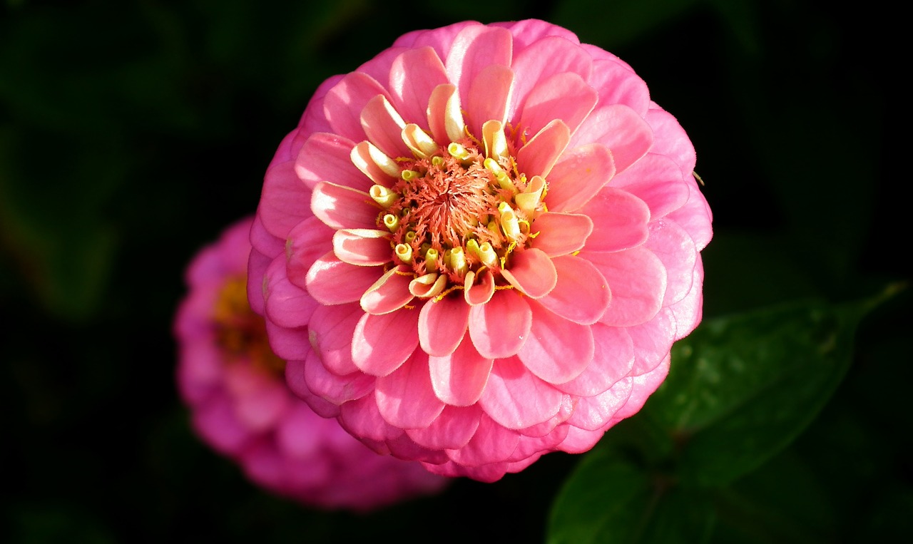 flower  zinnia  pink free photo