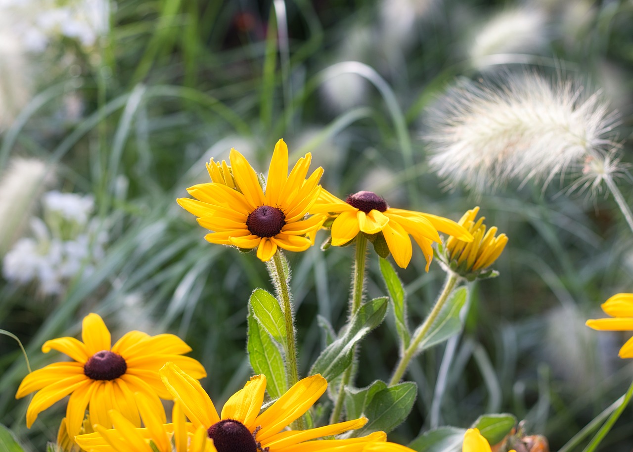 flower  blossom  bloom free photo