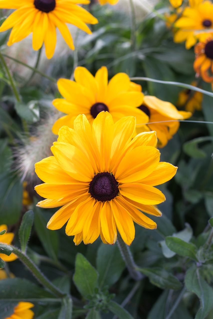 flower  yellow  blossom free photo