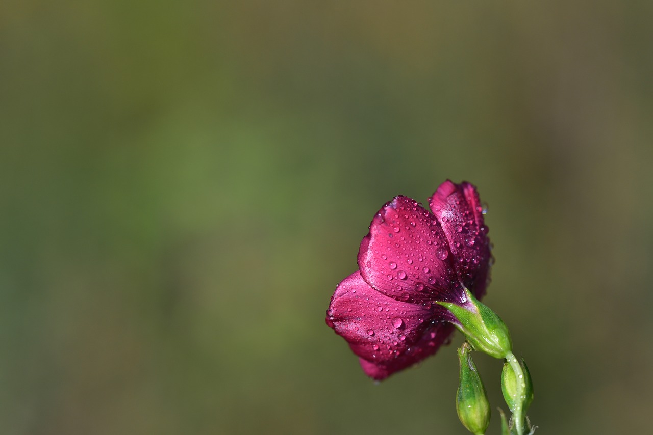 flower  blossom  bloom free photo