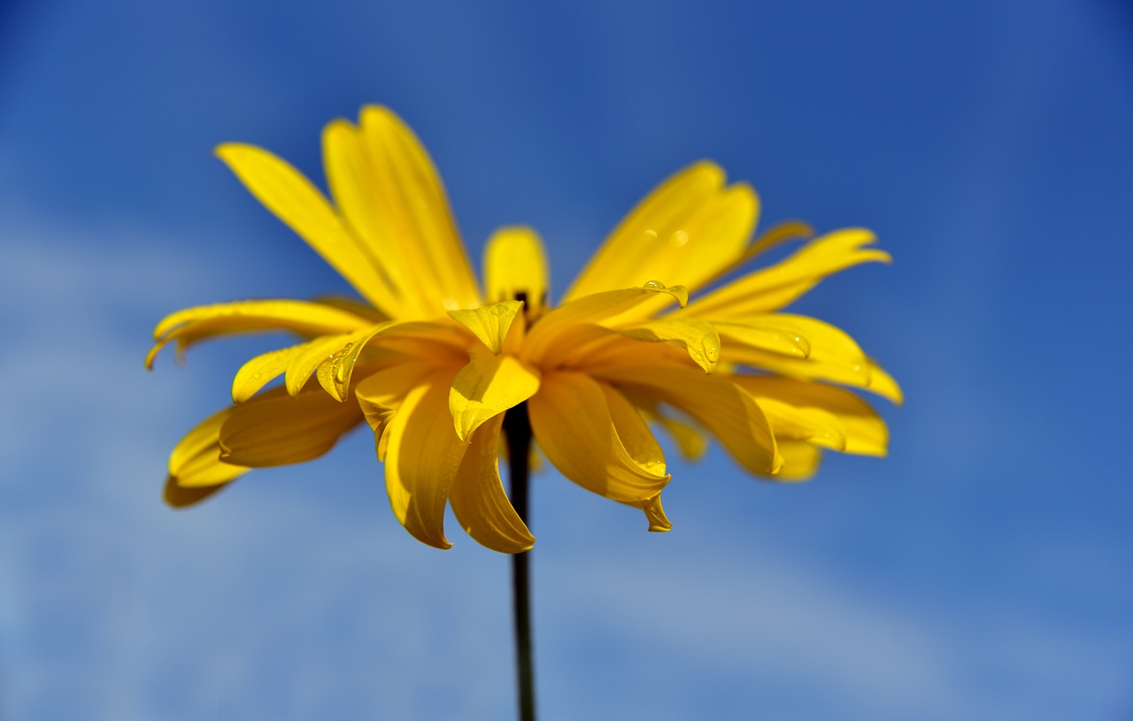 flower  blossom  bloom free photo