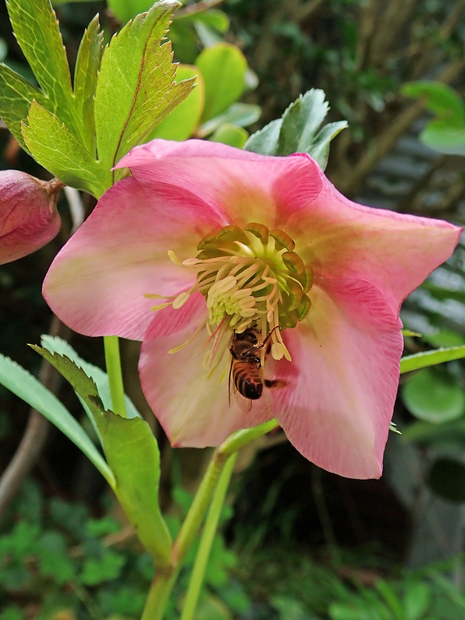 flower  bee  insect free photo