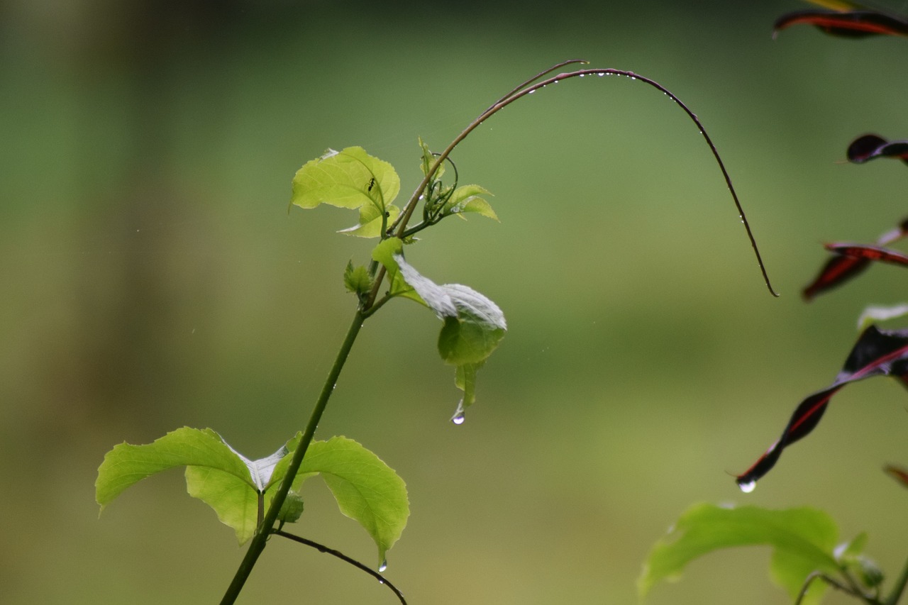 flower  kerala  greenery free photo