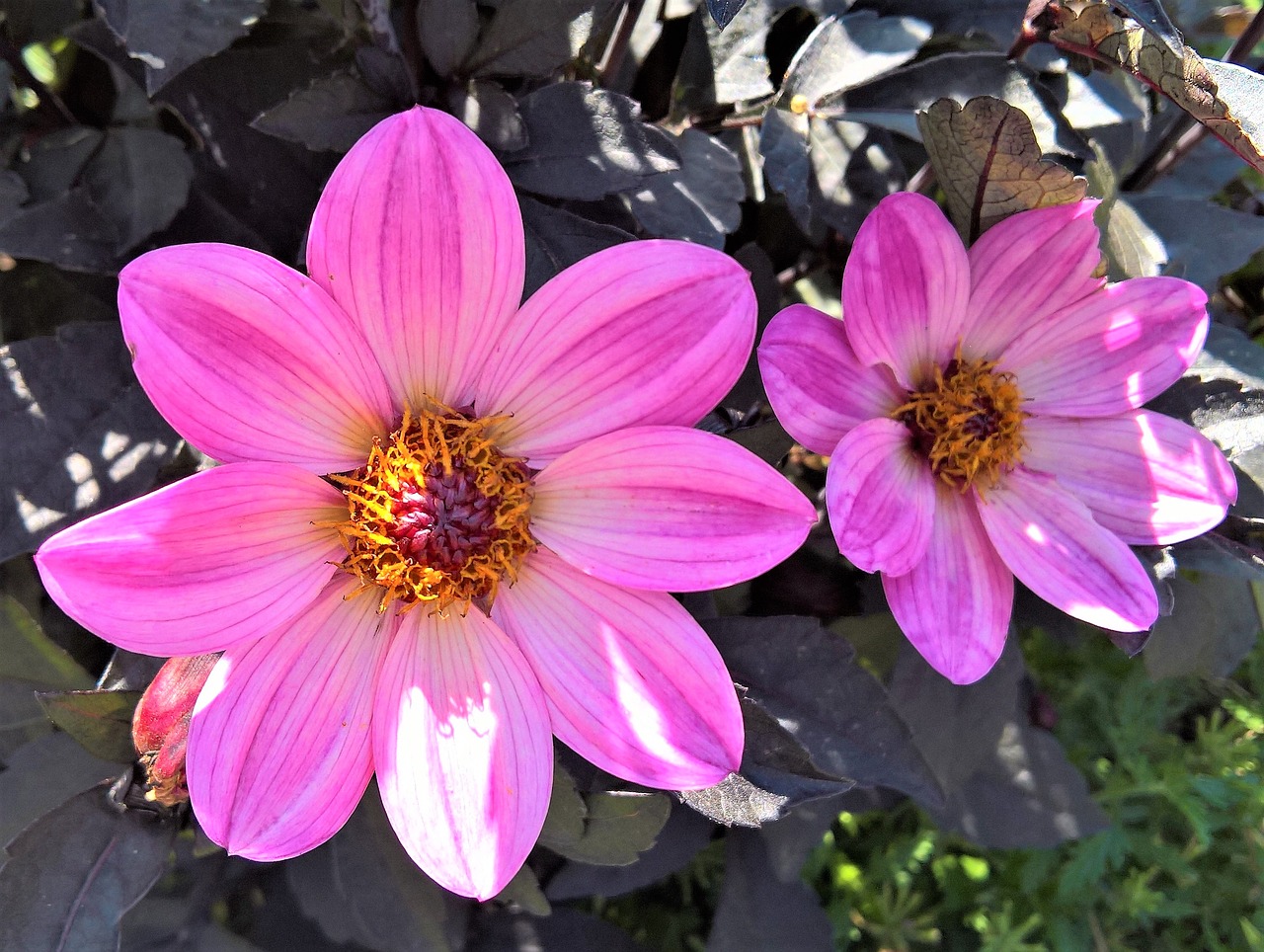 flower  chrysanthemum  pretty daisy free photo