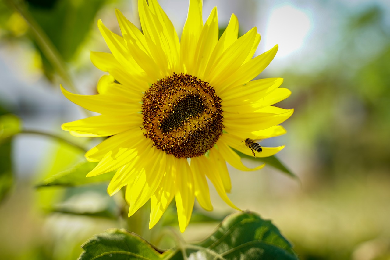 flower  sunflower  bloom free photo