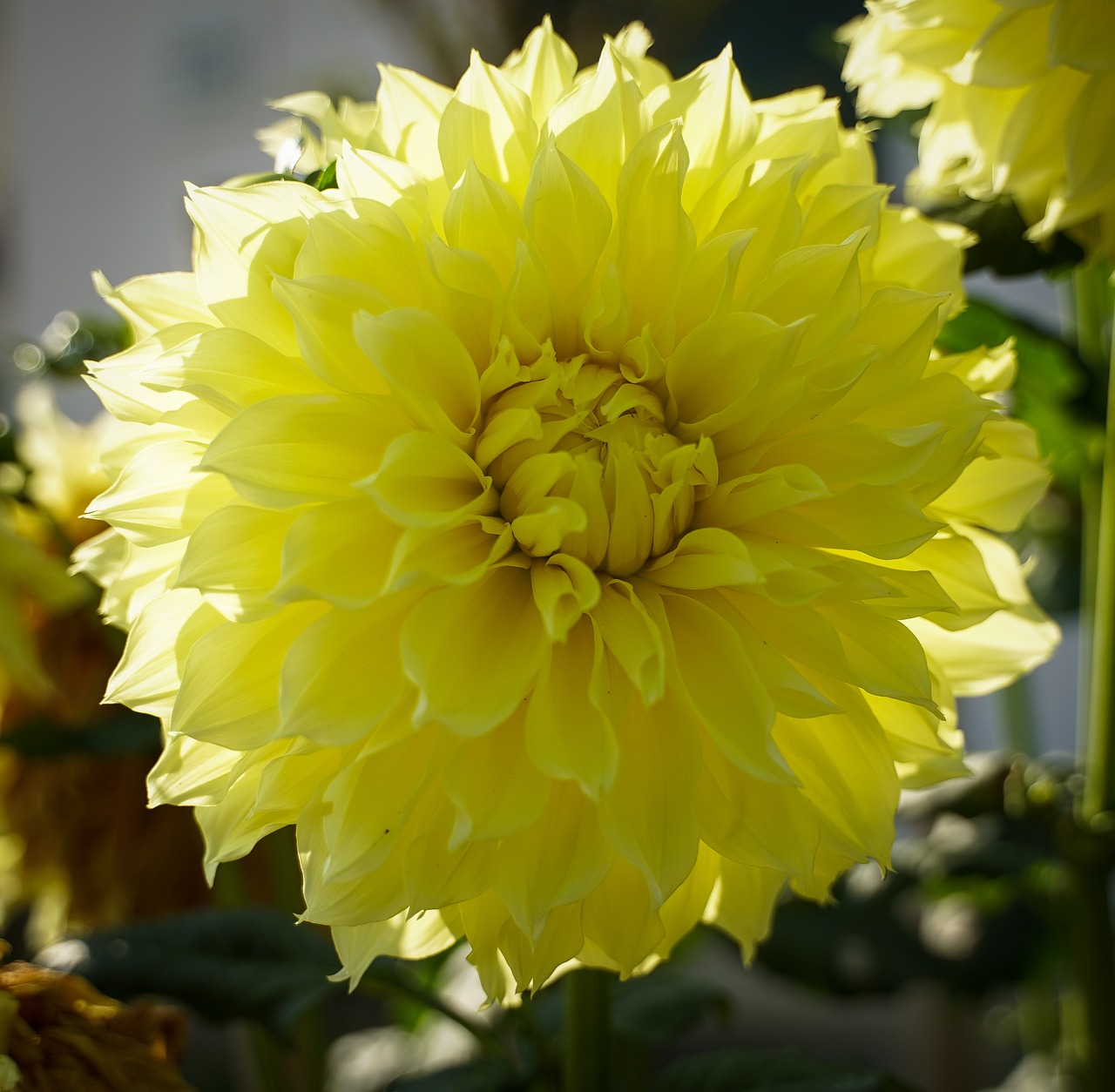 flower  yellow flower  bloom free photo