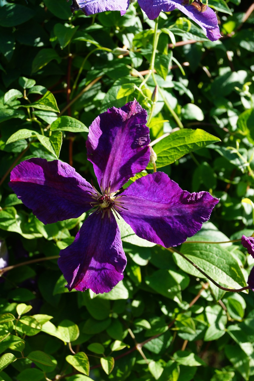 flower purple blossom free photo