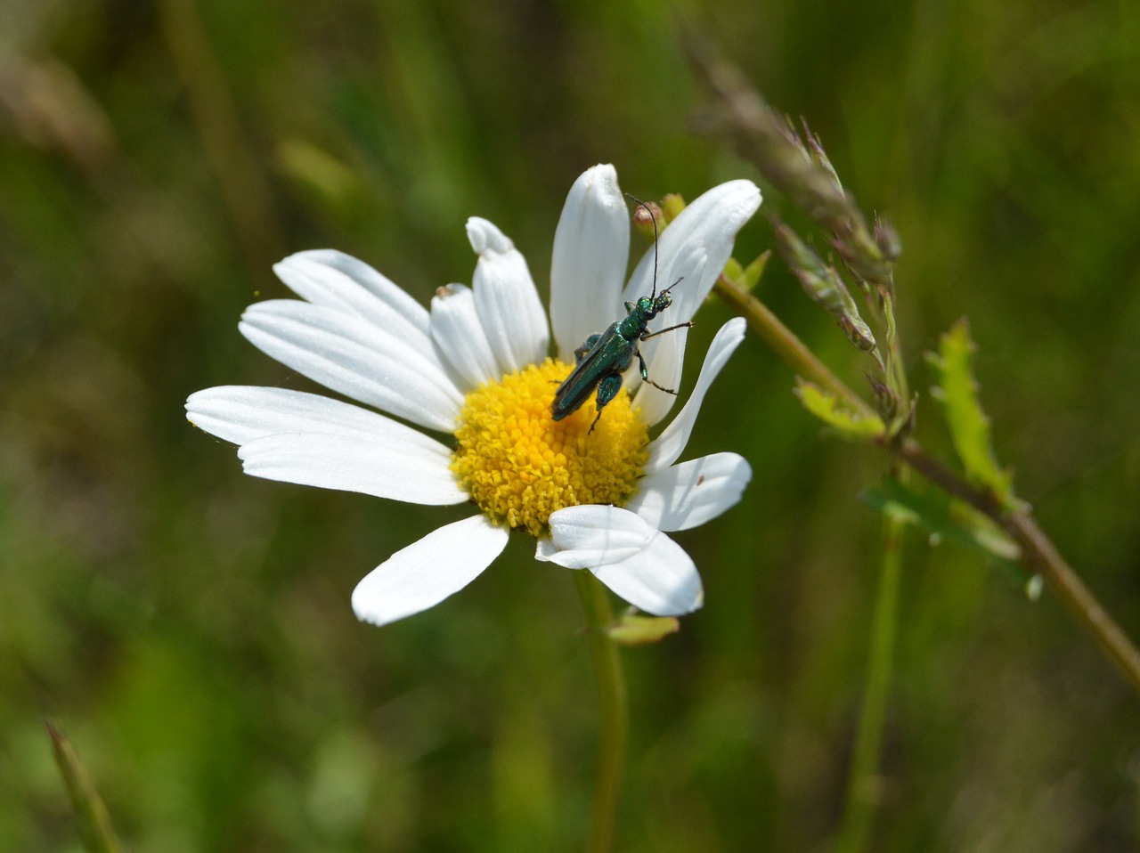 flower grass insect free photo