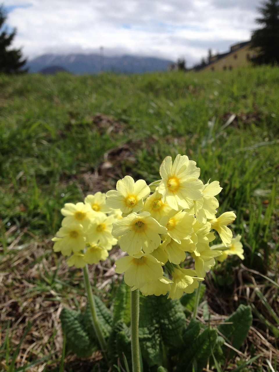 flower spring nature free photo