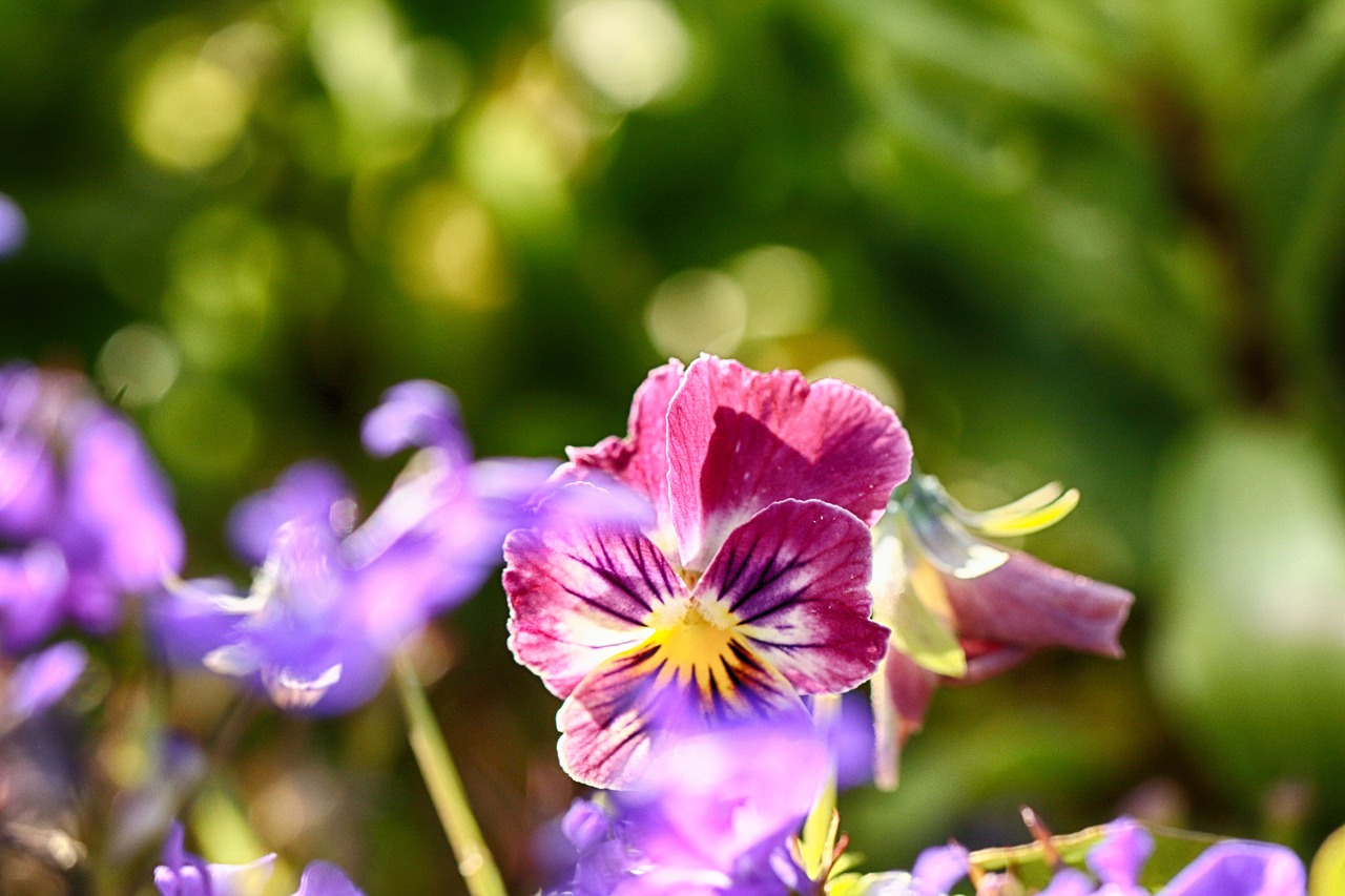 flower  nature  blossom free photo