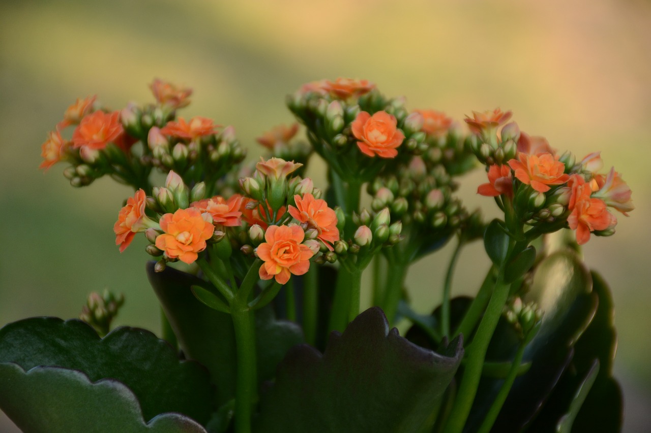 flower  orange  plant free photo