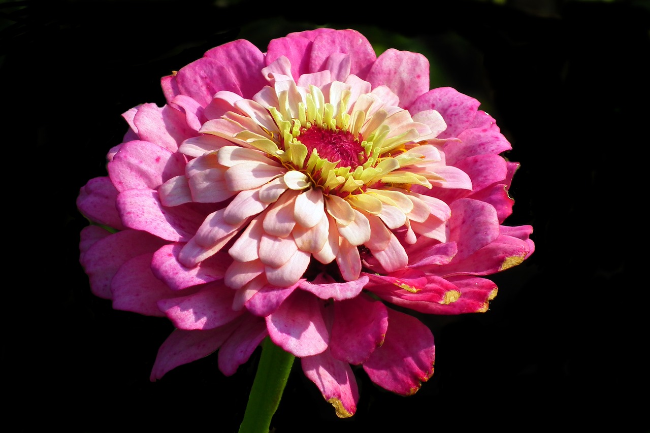 flower  zinnia  summer free photo