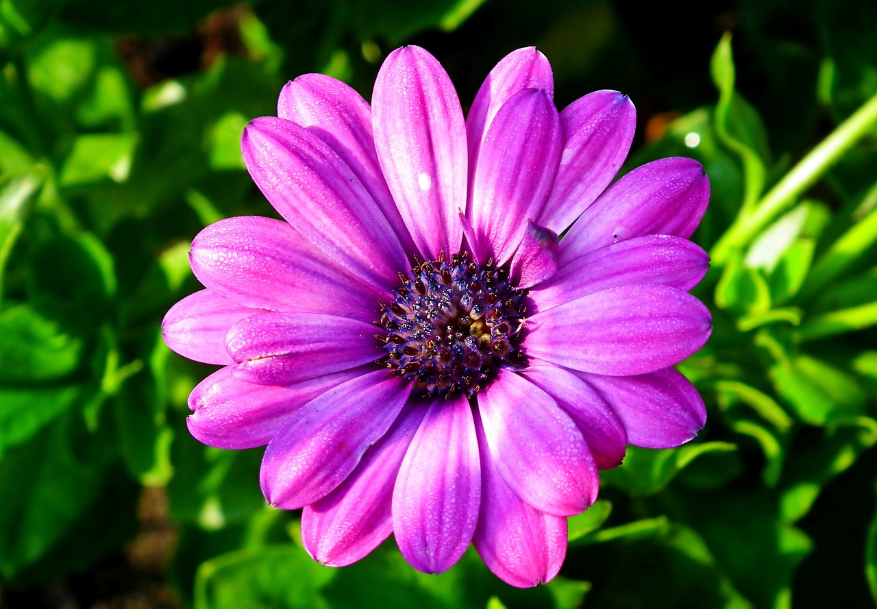 flower  violet  garden free photo