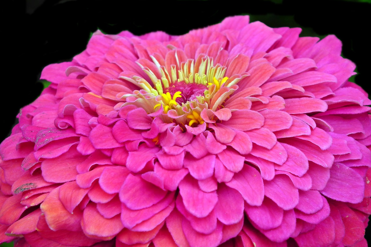 flower  zinnia  summer free photo