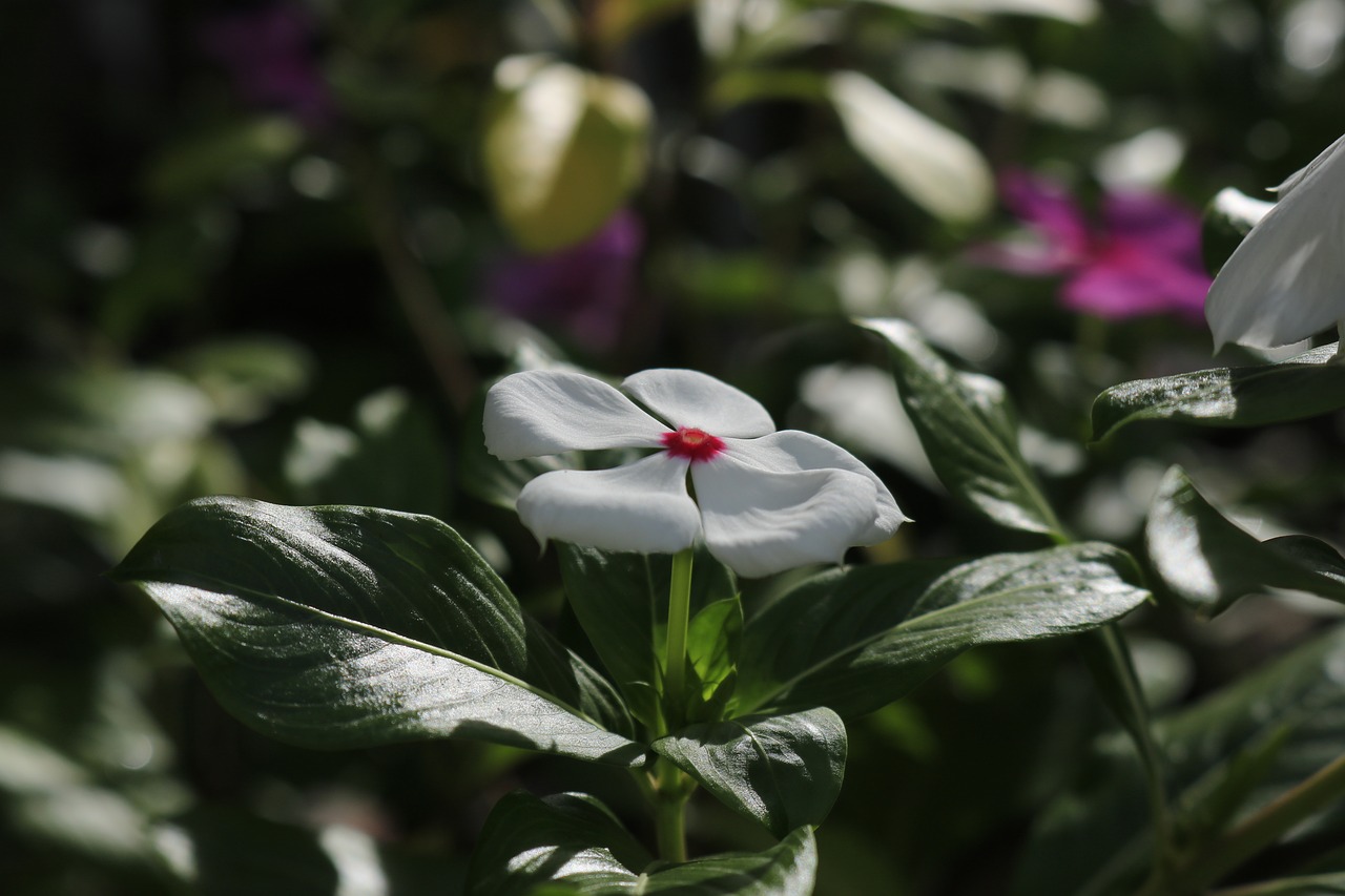 flower  catharanthus  apocynaceae free photo