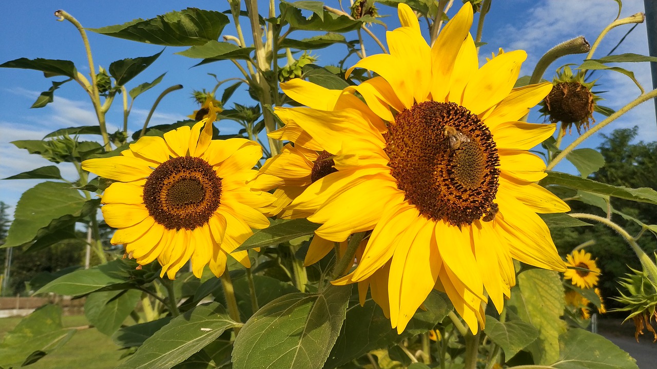 flower  sunflower  summer free photo