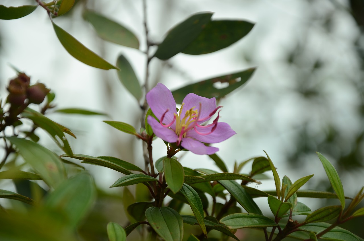 flower  blooming  page free photo