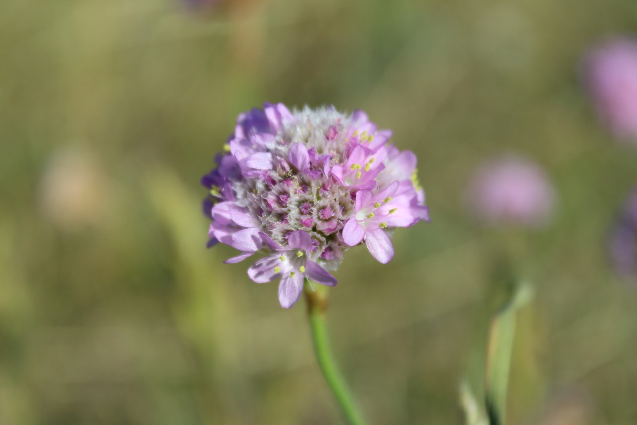 flower  oregano  herb free photo