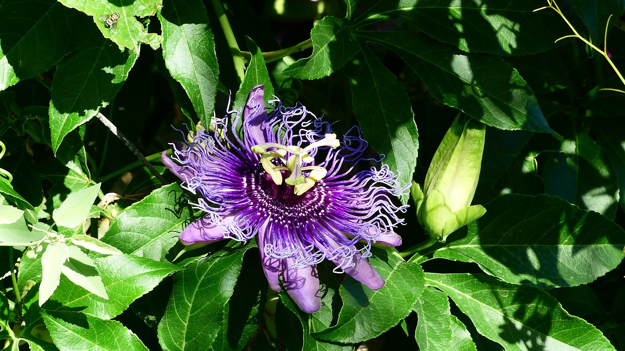 flower  violet  plants free photo