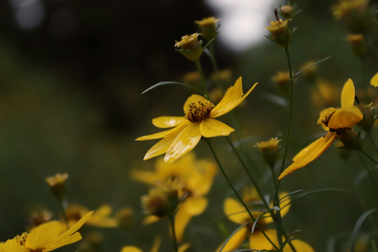 flower  flowers  nature free photo